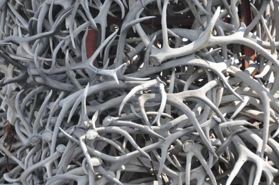 Portal em praça na cidade de Jackson, feito apenas com chifres de renas (ao sul do Grand Teton National Park, em Wyoming, nos Estados Unidos)